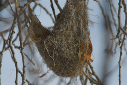 oriole nest 2.jpg